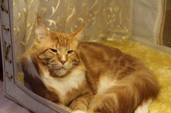 Десятикілограмових котів можна побачити в "Березолі" на сайті 20minut.ua Десятикілограмових котів можна побачити в "Березолі", фото №1 на сайті 20minut.ua