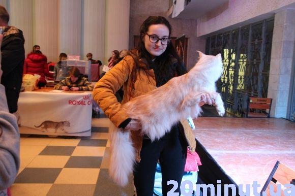 Десятикілограмових котів можна побачити в "Березолі" на сайті 20minut.ua Десятикілограмових котів можна побачити в "Березолі", фото №3 на сайті 20minut.ua