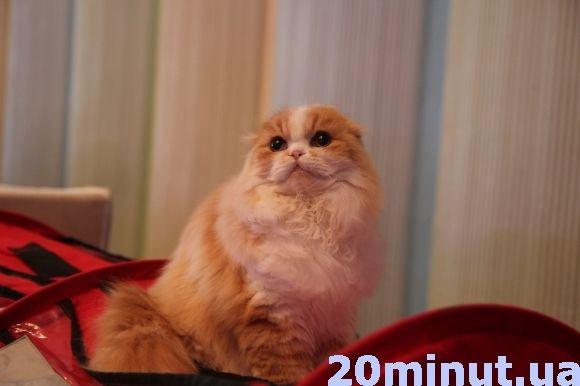 Десятикілограмових котів можна побачити в "Березолі" на сайті 20minut.ua Десятикілограмових котів можна побачити в "Березолі", фото №2 на сайті 20minut.ua