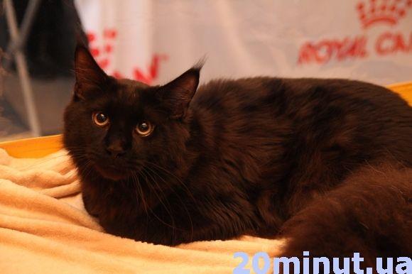 Десятикілограмових котів можна побачити в "Березолі" на сайті 20minut.ua Десятикілограмових котів можна побачити в "Березолі", фото №4 на сайті 20minut.ua