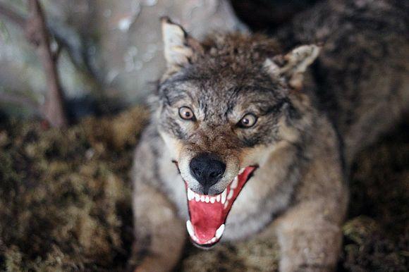 Похід у Музей лісу: зубрячі опудала, вовча підступність та лісове насіння, фото №7 на сайті 20minut.ua