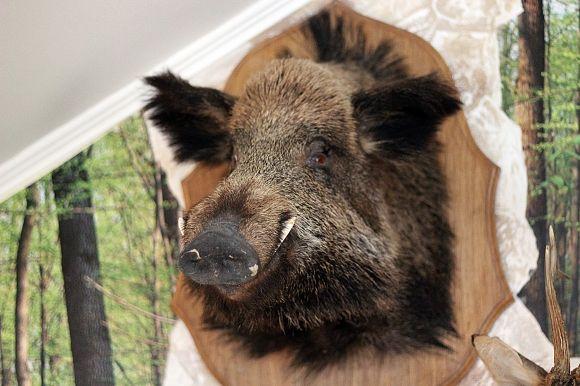 Похід у Музей лісу: зубрячі опудала, вовча підступність та лісове насіння, фото №10 на сайті 20minut.ua