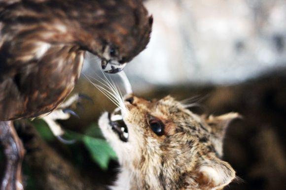 Похід у Музей лісу: зубрячі опудала, вовча підступність та лісове насіння, фото №9 на сайті 20minut.ua