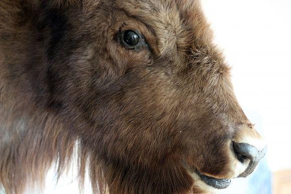 Похід у Музей лісу: зубрячі опудала, вовча підступність та лісове насіння, фото №5 на сайті 20minut.ua