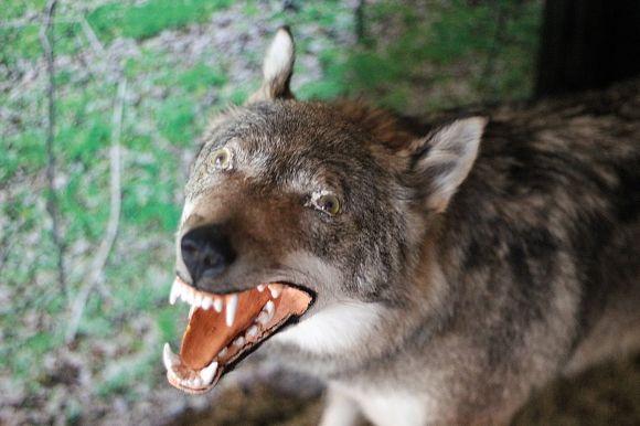 Похід у Музей лісу: зубрячі опудала, вовча підступність та лісове насіння, фото №2 на сайті 20minut.ua
