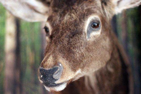 Похід у Музей лісу: зубрячі опудала, вовча підступність та лісове насіння, фото №6 на сайті 20minut.ua