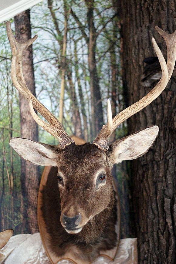 Похід у Музей лісу: зубрячі опудала, вовча підступність та лісове насіння, фото №14 на сайті 20minut.ua