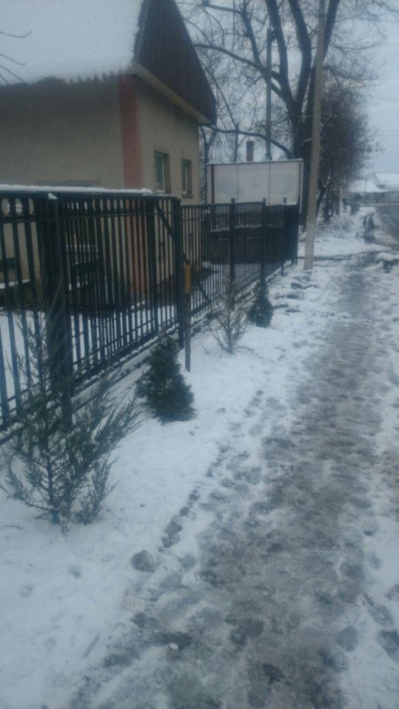 Почалася заготівля туй та кипарисів: “ялинки” до свят?, фото №2 на сайті 20minut.ua