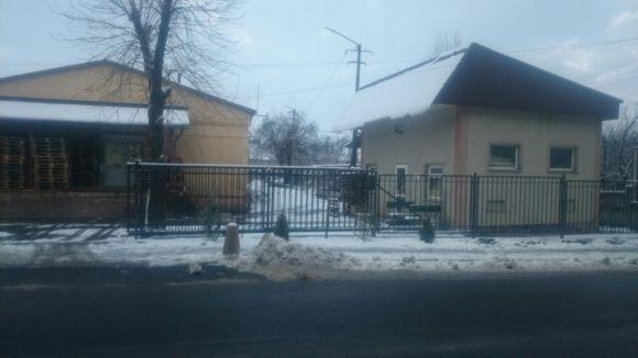 Почалася заготівля туй та кипарисів: “ялинки” до свят?, фото №1 на сайті 20minut.ua