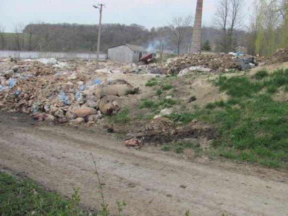 В Острові більше не смердітиме? Суд призупинив роботу ветсанзаводу, фото №1 на сайті 20minut.ua