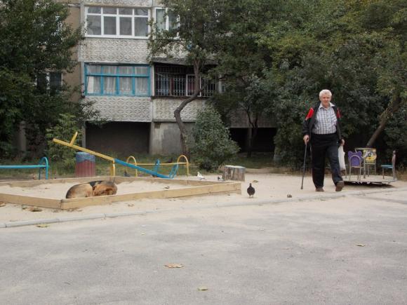 Собаки на Свердлова лякають людей, фото №1 на сайті 20minut.ua