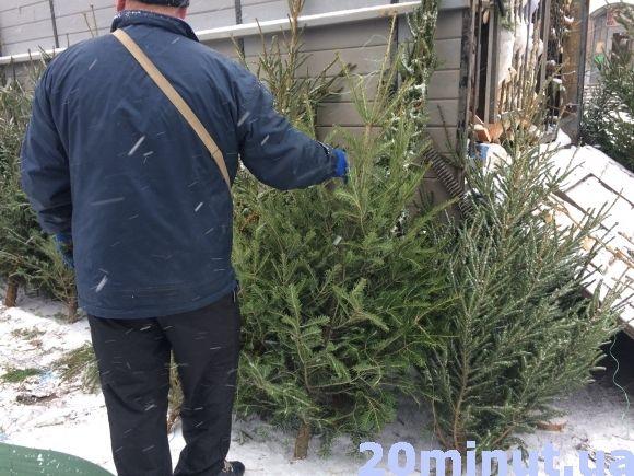 За скільки можна придбати ялинку у Кам’янці? (ФОТО), фото №7 на сайті 20minut.ua