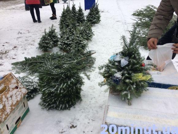За скільки можна придбати ялинку у Кам’янці? (ФОТО), фото №6 на сайті 20minut.ua