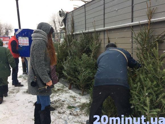 За скільки можна придбати ялинку у Кам’янці? (ФОТО), фото №5 на сайті 20minut.ua