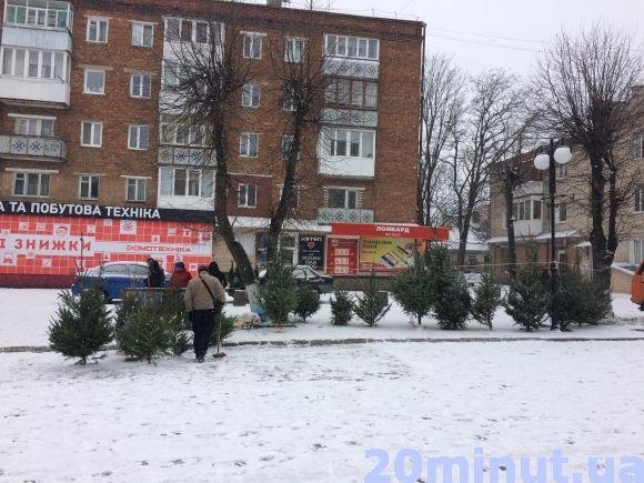 За скільки можна придбати ялинку у Кам’янці? (ФОТО), фото №2 на сайті 20minut.ua