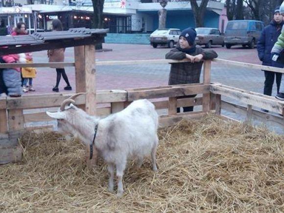 Новини Хмельницького - фото з "Жива фотозона": на Проскурівську привезли кізочок і овечок "Жива фотозона": на Проскурівську привезли кізочок і овечок, фото №1 на сайті vsim.ua