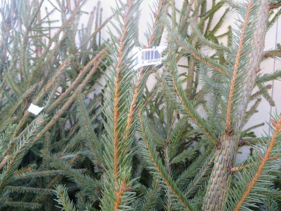 Щоб стояла довше! Поради продавців з ялинкових базарів, фото №3 на сайті vsim.ua