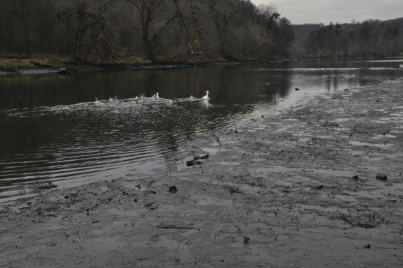 Что вызвало экологическую катастрофу на реке Тетерев? Видео, фото №2 на сайті 20minut.ua