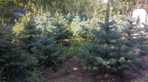 Новий рік без “крові”: де у місті можна придбати ялинку у горщику? на сайті 20minut.ua Новий рік без “крові”: де у місті можна придбати ялинку у горщику?, фото №2 на сайті 20minut.ua
