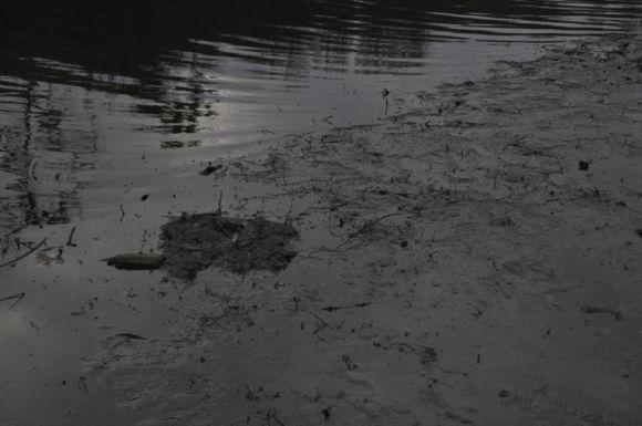 Что вызвало экологическую катастрофу на реке Тетерев? Видео, фото №3 на сайті 20minut.ua