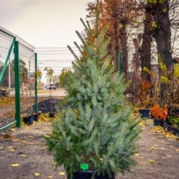 Новий рік без “крові”: де у місті можна придбати ялинку у горщику? на сайті 20minut.ua Новий рік без “крові”: де у місті можна придбати ялинку у горщику?, фото №3 на сайті 20minut.ua