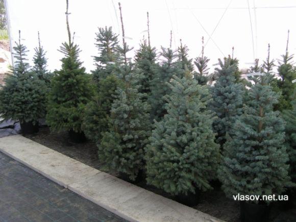 Новий рік без “крові”: де у місті можна придбати ялинку у горщику? на сайті 20minut.ua Новий рік без “крові”: де у місті можна придбати ялинку у горщику?, фото №4 на сайті 20minut.ua