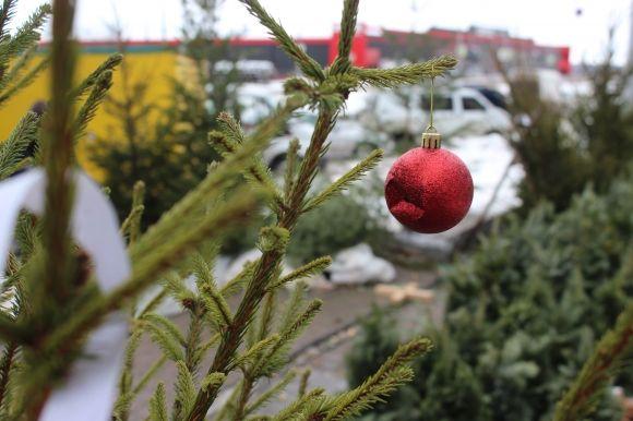 Новий рік без “крові”: де у місті можна придбати ялинку у горщику? на сайті 20minut.ua Новий рік без “крові”: де у місті можна придбати ялинку у горщику?, фото №5 на сайті 20minut.ua
