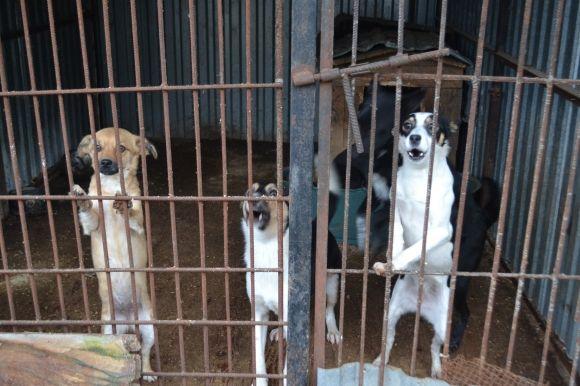 У рік Собаки з новим другом. Зробіть добро і візьміть тварину з притулку на сайті vsim.ua У рік Собаки з новим другом. Зробіть добро і візьміть тварину з притулку, фото №16 на сайті vsim.ua