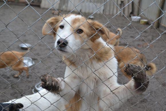 У рік Собаки з новим другом. Зробіть добро і візьміть тварину з притулку на сайті vsim.ua У рік Собаки з новим другом. Зробіть добро і візьміть тварину з притулку, фото №21 на сайті vsim.ua
