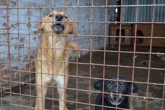 У рік Собаки з новим другом. Зробіть добро і візьміть тварину з притулку на сайті vsim.ua У рік Собаки з новим другом. Зробіть добро і візьміть тварину з притулку, фото №26 на сайті vsim.ua