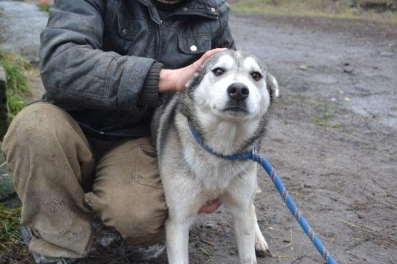 У рік Собаки з новим другом. Зробіть добро і візьміть тварину з притулку на сайті vsim.ua У рік Собаки з новим другом. Зробіть добро і візьміть тварину з притулку, фото №5 на сайті vsim.ua