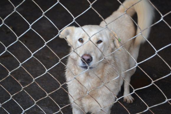 У рік Собаки з новим другом. Зробіть добро і візьміть тварину з притулку на сайті vsim.ua У рік Собаки з новим другом. Зробіть добро і візьміть тварину з притулку, фото №29 на сайті vsim.ua
