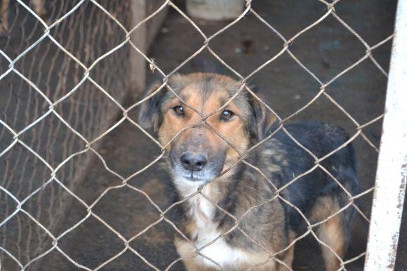 У рік Собаки з новим другом. Зробіть добро і візьміть тварину з притулку на сайті vsim.ua У рік Собаки з новим другом. Зробіть добро і візьміть тварину з притулку, фото №28 на сайті vsim.ua