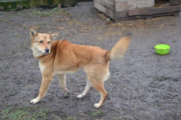 У рік Собаки з новим другом. Зробіть добро і візьміть тварину з притулку на сайті vsim.ua У рік Собаки з новим другом. Зробіть добро і візьміть тварину з притулку, фото №2 на сайті vsim.ua