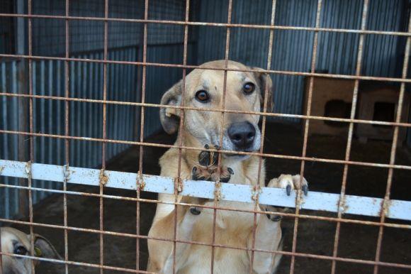 У рік Собаки з новим другом. Зробіть добро і візьміть тварину з притулку на сайті vsim.ua У рік Собаки з новим другом. Зробіть добро і візьміть тварину з притулку, фото №25 на сайті vsim.ua