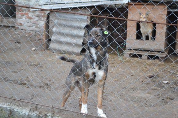 У рік Собаки з новим другом. Зробіть добро і візьміть тварину з притулку на сайті vsim.ua У рік Собаки з новим другом. Зробіть добро і візьміть тварину з притулку, фото №14 на сайті vsim.ua