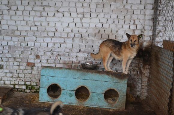 У рік Собаки з новим другом. Зробіть добро і візьміть тварину з притулку на сайті vsim.ua У рік Собаки з новим другом. Зробіть добро і візьміть тварину з притулку, фото №10 на сайті vsim.ua