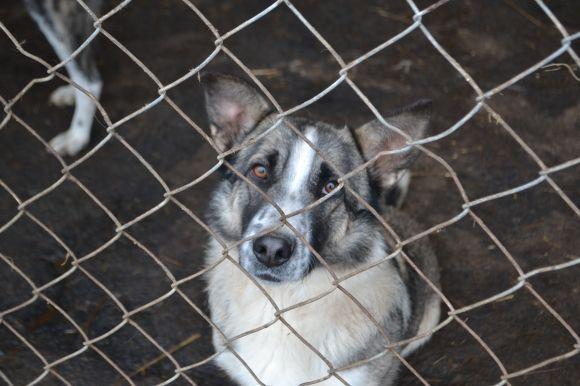 У рік Собаки з новим другом. Зробіть добро і візьміть тварину з притулку на сайті vsim.ua У рік Собаки з новим другом. Зробіть добро і візьміть тварину з притулку, фото №27 на сайті vsim.ua