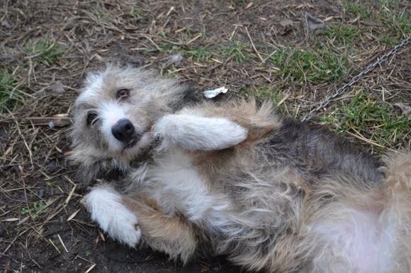 У рік Собаки з новим другом. Зробіть добро і візьміть тварину з притулку на сайті vsim.ua У рік Собаки з новим другом. Зробіть добро і візьміть тварину з притулку, фото №9 на сайті vsim.ua