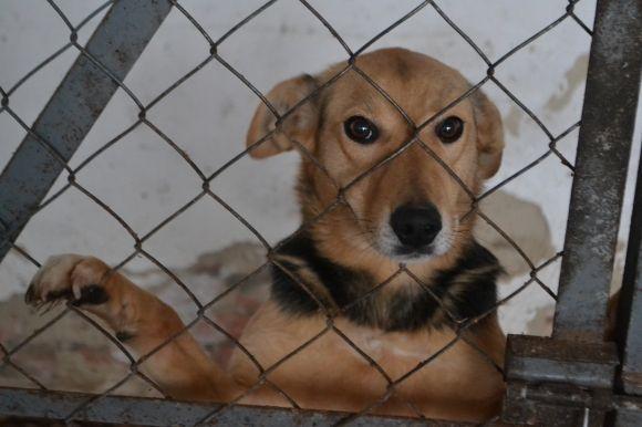 У рік Собаки з новим другом. Зробіть добро і візьміть тварину з притулку на сайті vsim.ua У рік Собаки з новим другом. Зробіть добро і візьміть тварину з притулку, фото №11 на сайті vsim.ua