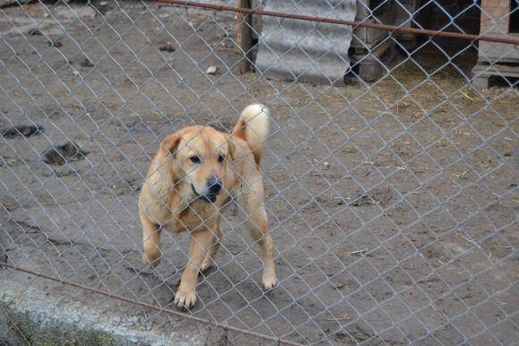 У рік Собаки з новим другом. Зробіть добро і візьміть тварину з притулку на сайті vsim.ua У рік Собаки з новим другом. Зробіть добро і візьміть тварину з притулку, фото №13 на сайті vsim.ua