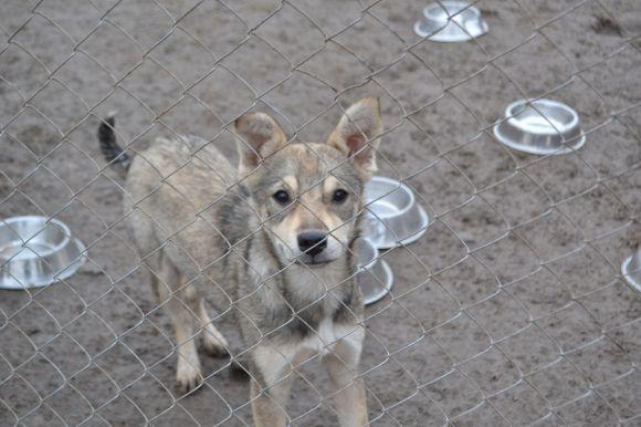 У рік Собаки з новим другом. Зробіть добро і візьміть тварину з притулку на сайті vsim.ua У рік Собаки з новим другом. Зробіть добро і візьміть тварину з притулку, фото №20 на сайті vsim.ua