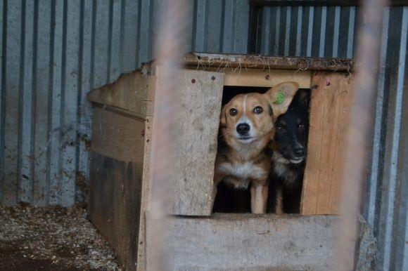 У рік Собаки з новим другом. Зробіть добро і візьміть тварину з притулку на сайті vsim.ua У рік Собаки з новим другом. Зробіть добро і візьміть тварину з притулку, фото №17 на сайті vsim.ua