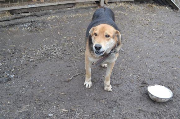 У рік Собаки з новим другом. Зробіть добро і візьміть тварину з притулку на сайті vsim.ua У рік Собаки з новим другом. Зробіть добро і візьміть тварину з притулку, фото №8 на сайті vsim.ua