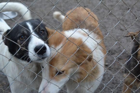 У рік Собаки з новим другом. Зробіть добро і візьміть тварину з притулку на сайті vsim.ua У рік Собаки з новим другом. Зробіть добро і візьміть тварину з притулку, фото №22 на сайті vsim.ua