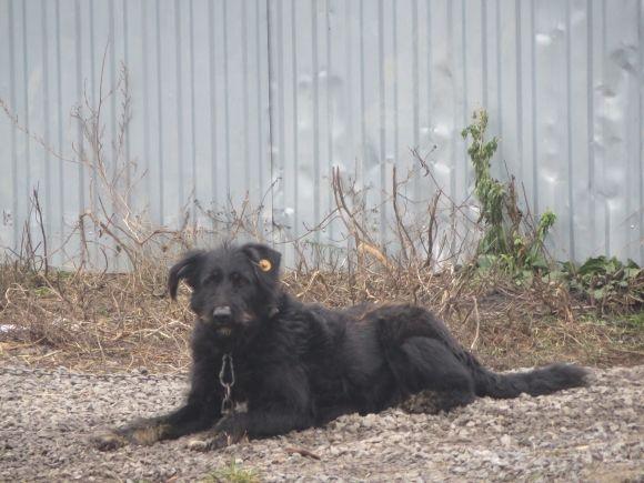 У рік Собаки з новим другом. Зробіть добро і візьміть тварину з притулку на сайті vsim.ua У рік Собаки з новим другом. Зробіть добро і візьміть тварину з притулку, фото №3 на сайті vsim.ua