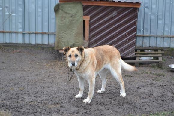 У рік Собаки з новим другом. Зробіть добро і візьміть тварину з притулку на сайті vsim.ua У рік Собаки з новим другом. Зробіть добро і візьміть тварину з притулку, фото №1 на сайті vsim.ua