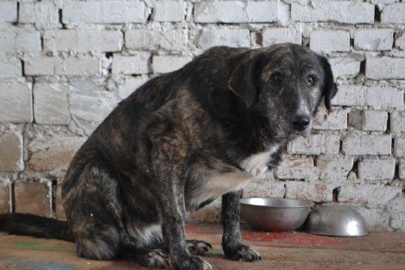 У рік Собаки з новим другом. Зробіть добро і візьміть тварину з притулку на сайті vsim.ua У рік Собаки з новим другом. Зробіть добро і візьміть тварину з притулку, фото №12 на сайті vsim.ua