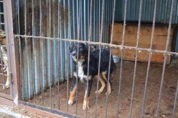 У рік Собаки з новим другом. Зробіть добро і візьміть тварину з притулку на сайті vsim.ua У рік Собаки з новим другом. Зробіть добро і візьміть тварину з притулку, фото №18 на сайті vsim.ua