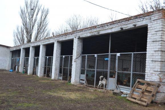У рік Собаки з новим другом. Зробіть добро і візьміть тварину з притулку на сайті vsim.ua У рік Собаки з новим другом. Зробіть добро і візьміть тварину з притулку, фото №24 на сайті vsim.ua